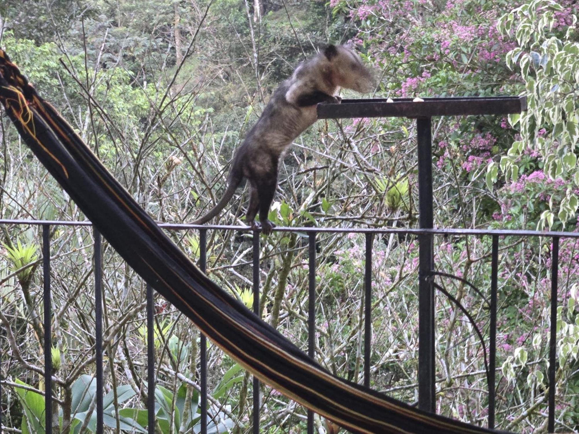 El Valle De Anton La Chachalaca Eksteriør billede