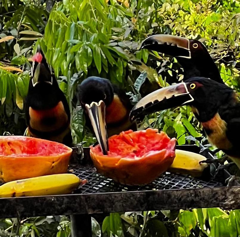 El Valle De Anton La Chachalaca Eksteriør billede