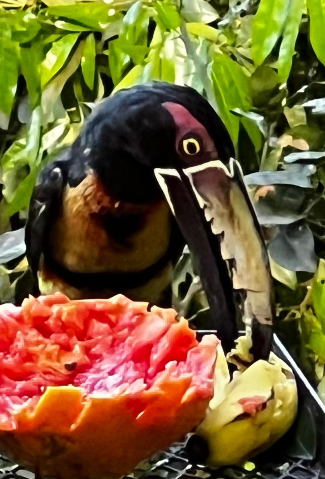 El Valle De Anton La Chachalaca Eksteriør billede